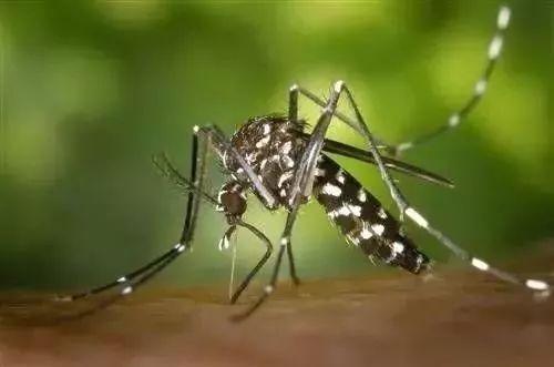 美国人养的转基因蚊子，到底能不能消灭蚊子